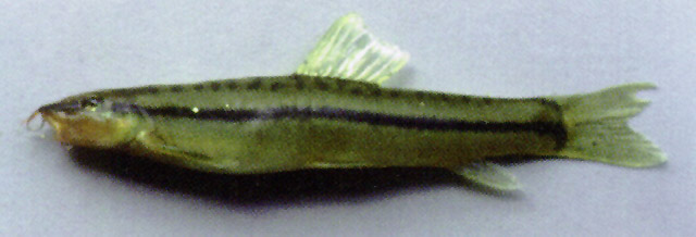 Nemacheilus longistriatus Kottelat, 1990